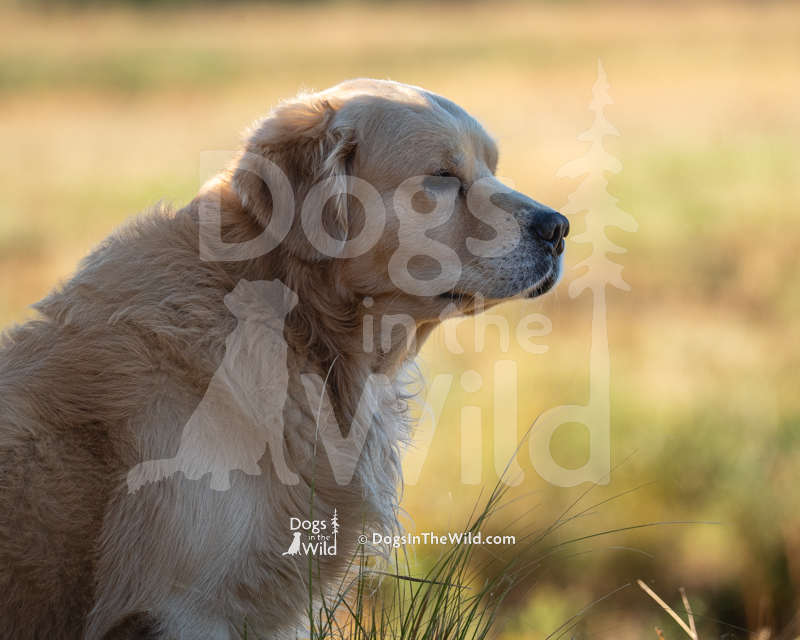 Golden Retriever, Golden Joy's Holiday Road, Griswold