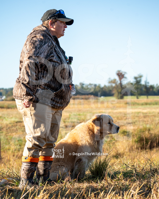 Golden Retriever, Golden Joy's Holiday Road, Griswold