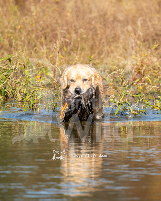 Golden Retriever, Golden Joy's Holiday Road, Griswold