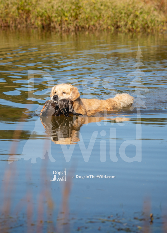 Golden Retriever, Golden Joy's Holiday Road, Griswold