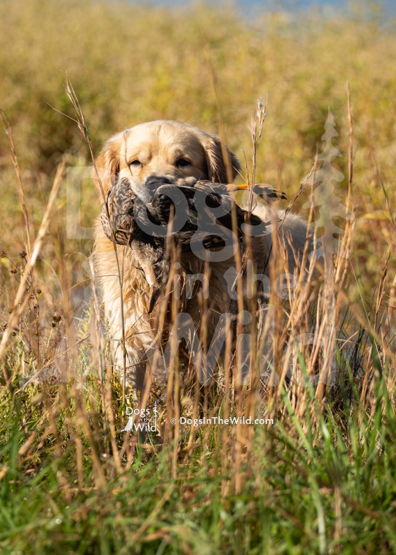 Golden Retriever, Golden Joy's Holiday Road, Griswold