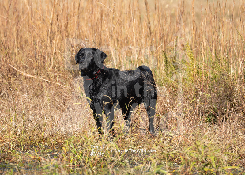 Labrador Retriever, Shoreline's Party Girl at Ivyline