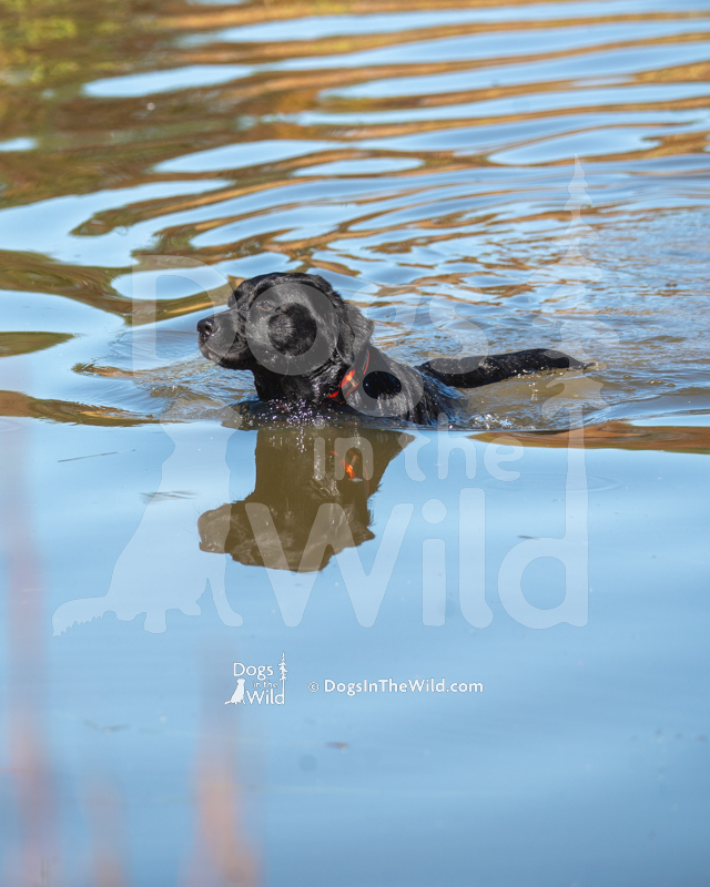 Labrador Retriever, Shoreline's Party Girl at Ivyline
