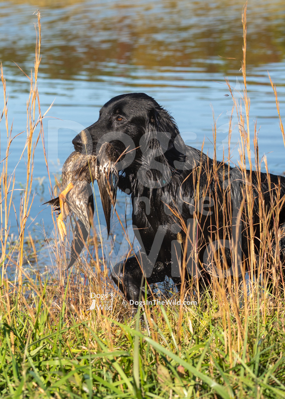 Flat-Coated Retriever, Iconic Jack in the Box