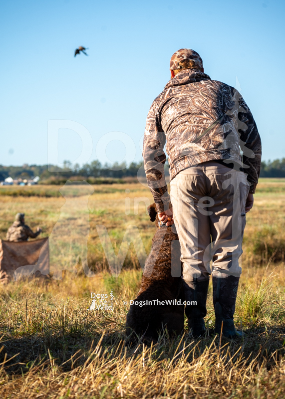 Chesapeake Bay Retriever, Next generations huckleberry