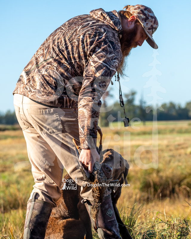 Chesapeake Bay Retriever, Next generations huckleberry