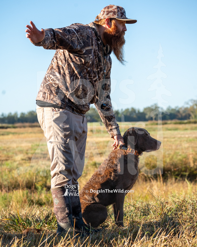 Chesapeake Bay Retriever, Next generations huckleberry