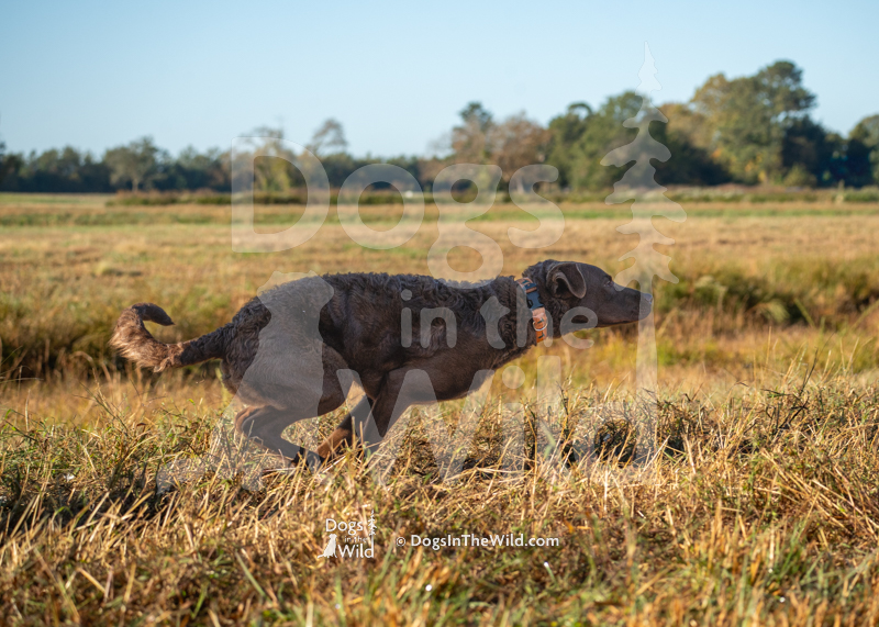 Chesapeake Bay Retriever, Next generations huckleberry