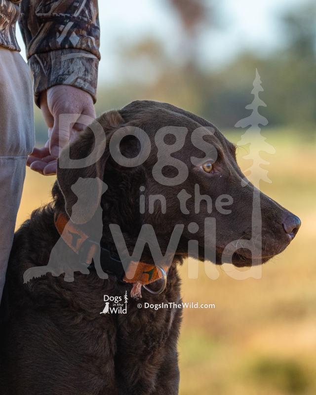 Chesapeake Bay Retriever, Next generations huckleberry