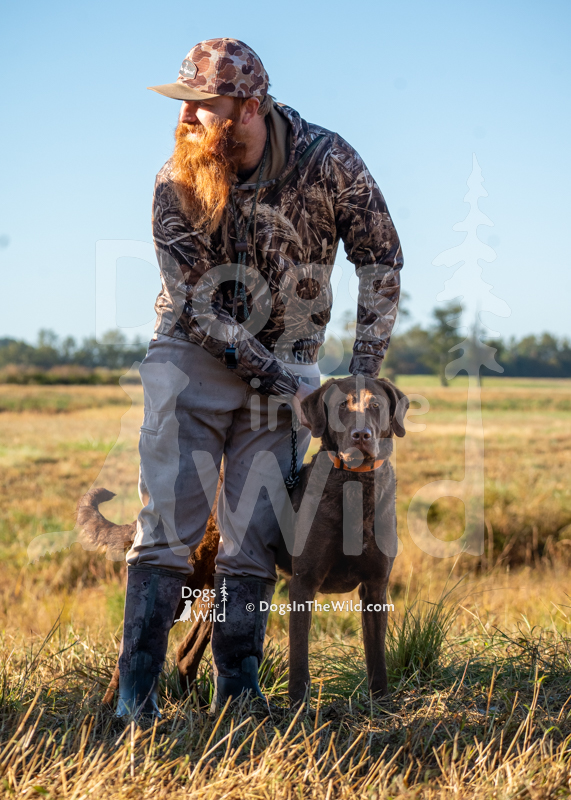 Chesapeake Bay Retriever, Next generations huckleberry