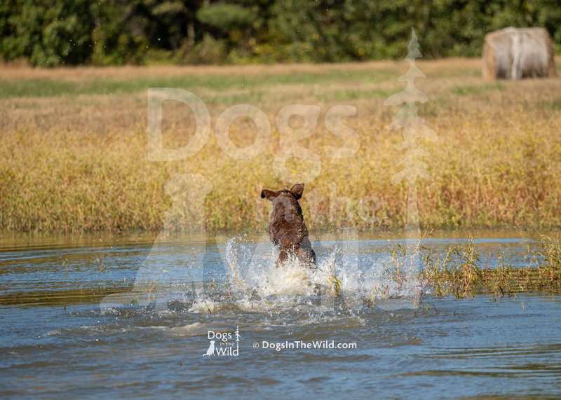 Chesapeake Bay Retriever, Next generations huckleberry