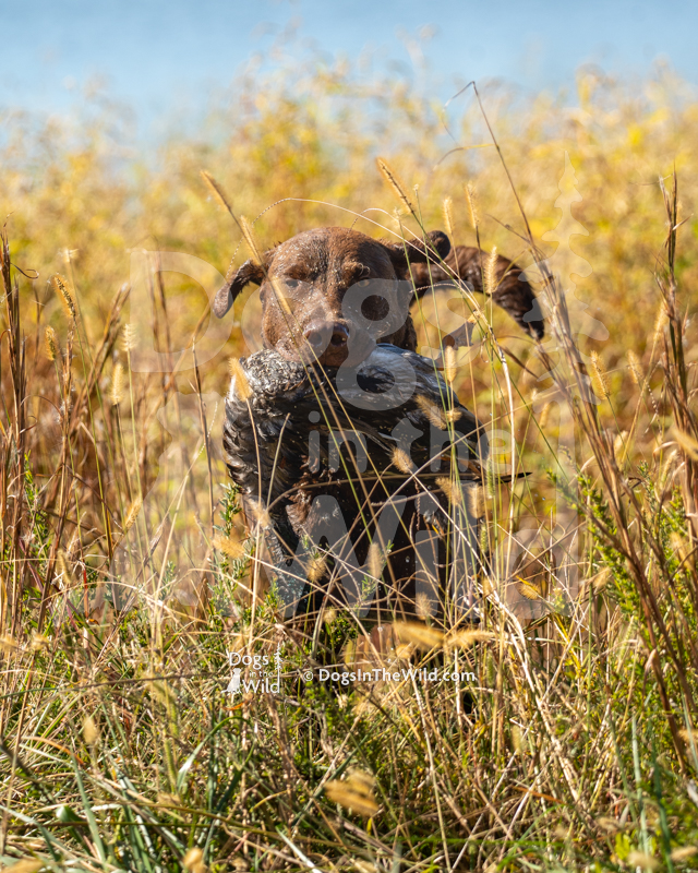 Chesapeake Bay Retriever, Next generations huckleberry