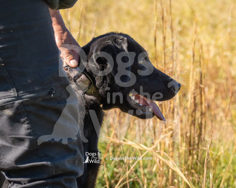 Labrador Retriever, Deep Shore Chantilly Lace