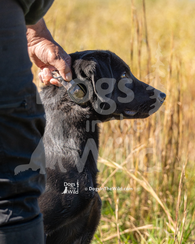 Labrador Retriever, Deep Shore Chantilly Lace