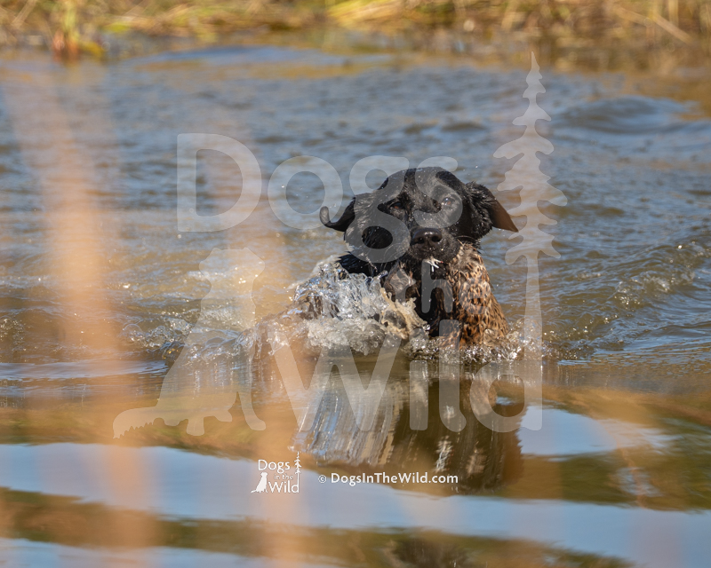 Labrador Retriever, Deep Shore Chantilly Lace