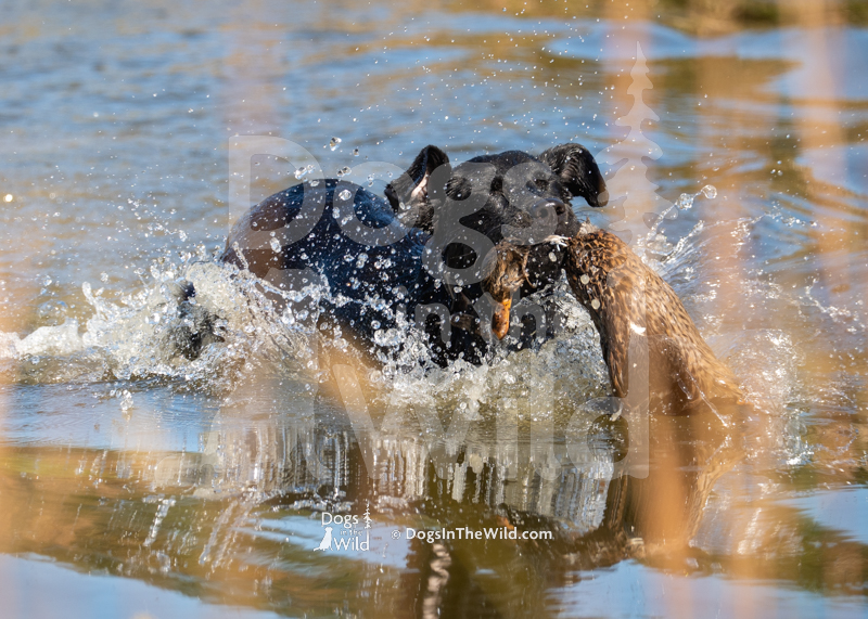 Labrador Retriever, Deep Shore Chantilly Lace