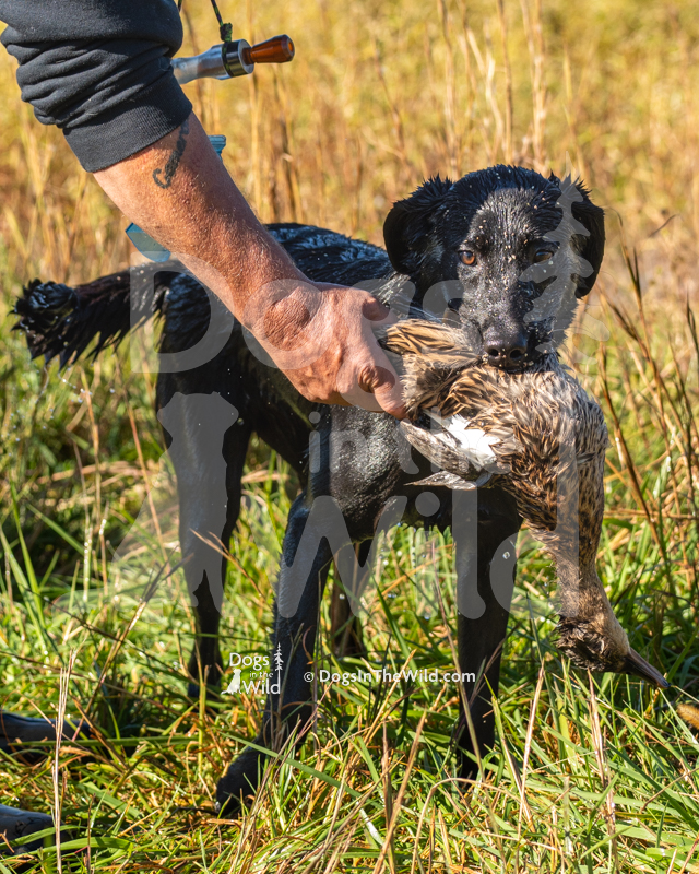 Labrador Retriever, Deep Shore Chantilly Lace
