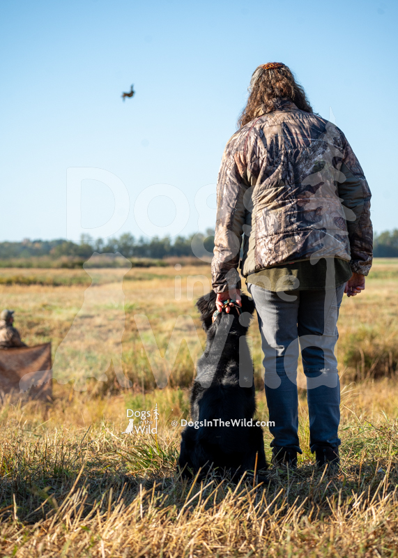 Flat-Coated Retriever, Fishercreeks Ouija Board