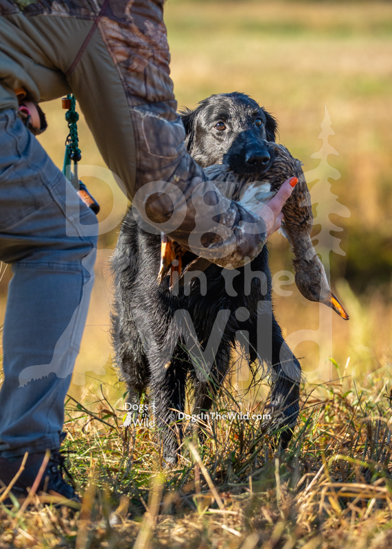 Flat-Coated Retriever, Fishercreeks Ouija Board