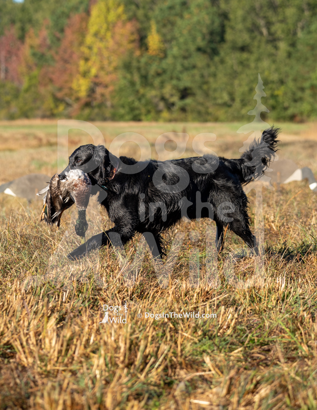 Flat-Coated Retriever, Fishercreeks Ouija Board