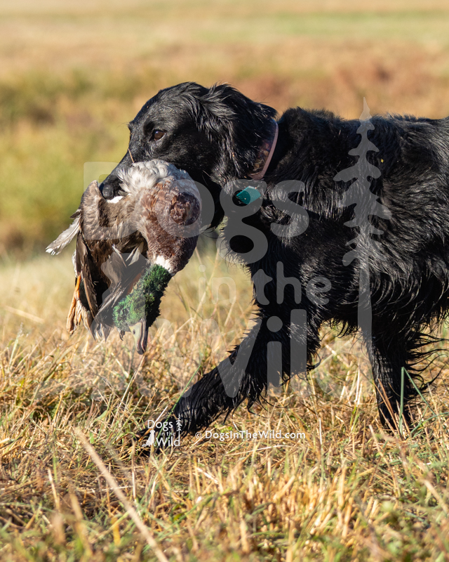 Flat-Coated Retriever, Fishercreeks Ouija Board
