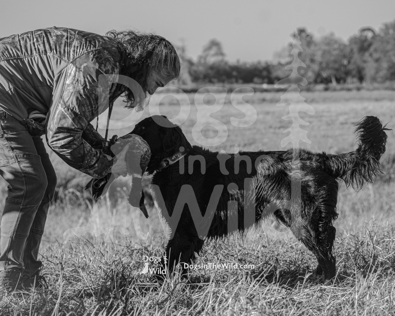 Flat-Coated Retriever, Fishercreeks Ouija Board
