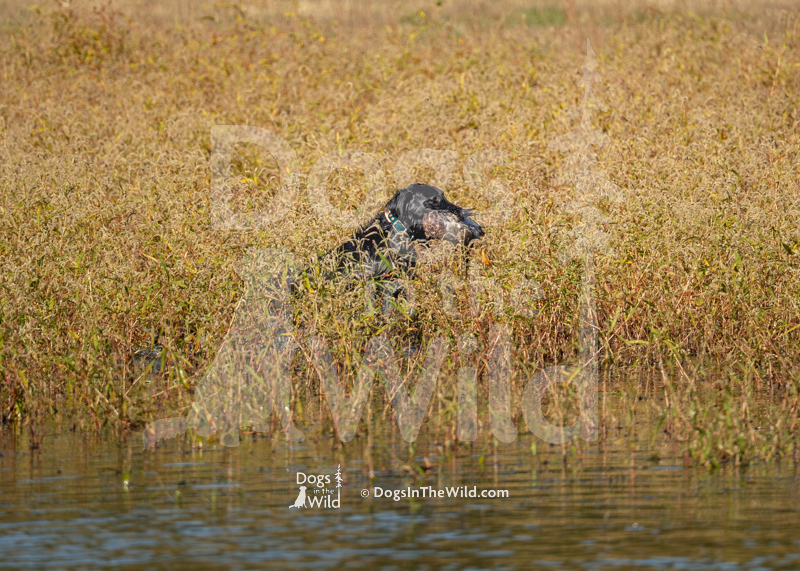 Flat-Coated Retriever, Fishercreeks Ouija Board