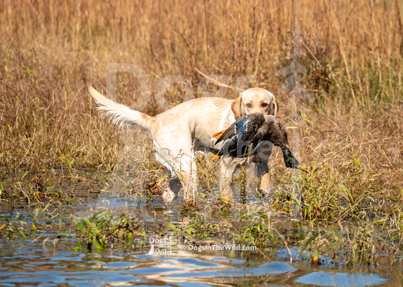 Labrador Retriever, Cresthill's Southern Sausage Gravy
