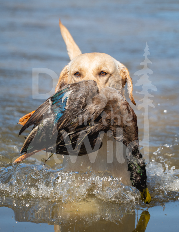 Labrador Retriever, Cresthill's Southern Sausage Gravy