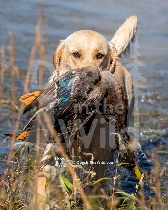 Labrador Retriever, Cresthill's Southern Sausage Gravy