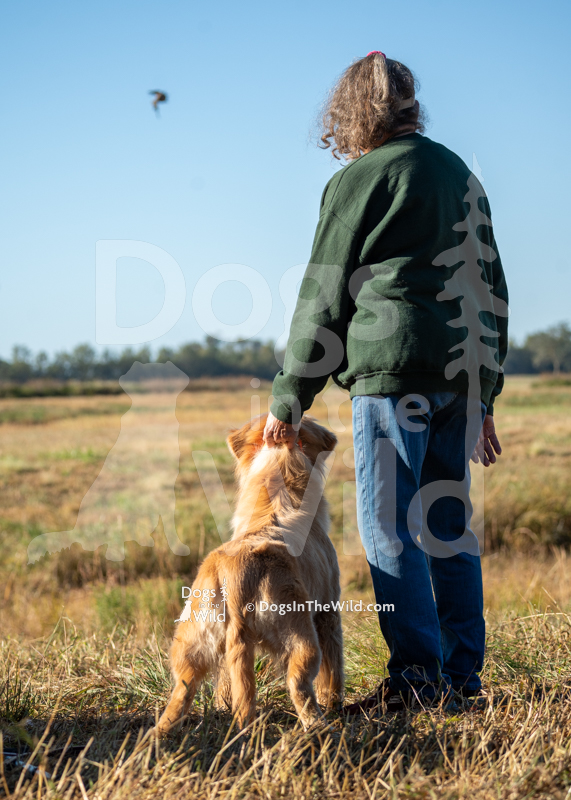 Golden Retriever, Redlion's Until Then