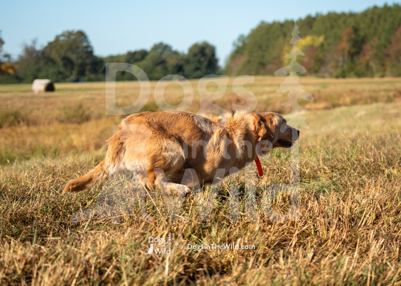 Golden Retriever, Redlion's Until Then