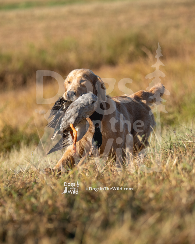Golden Retriever, Redlion's Until Then