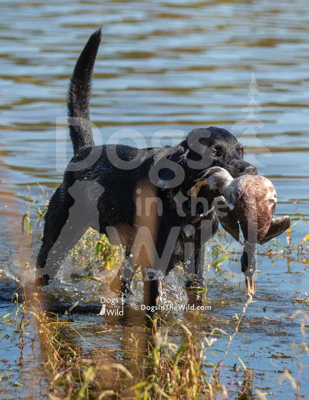 Labrador Retriever, Dutch John Hunt