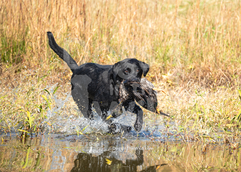 Labrador Retriever, Dutch John Hunt