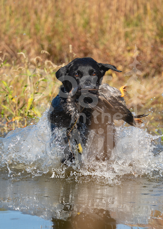 Labrador Retriever, Dutch John Hunt