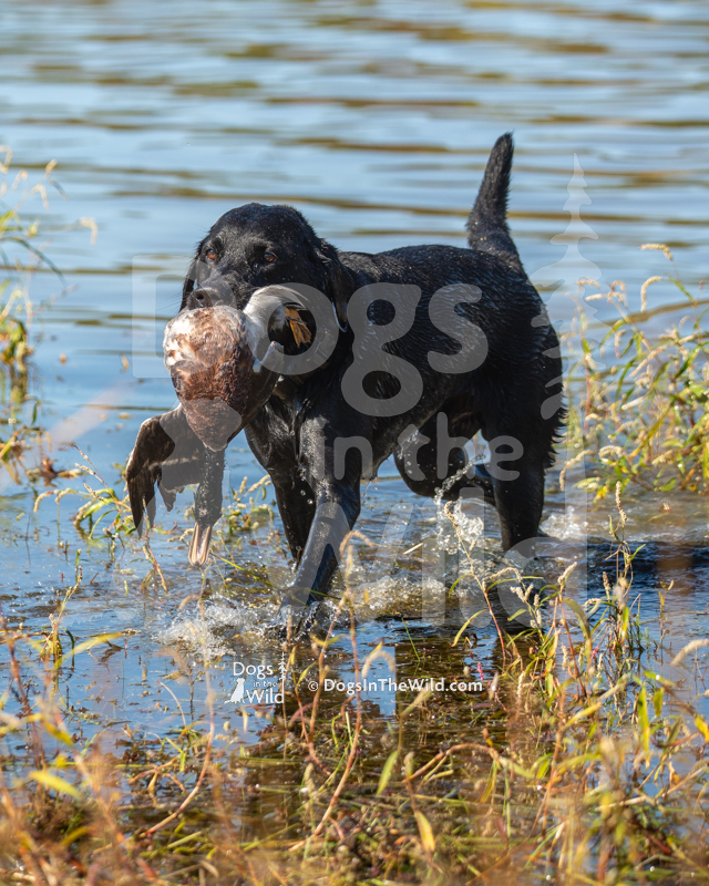 Labrador Retriever, Dutch John Hunt
