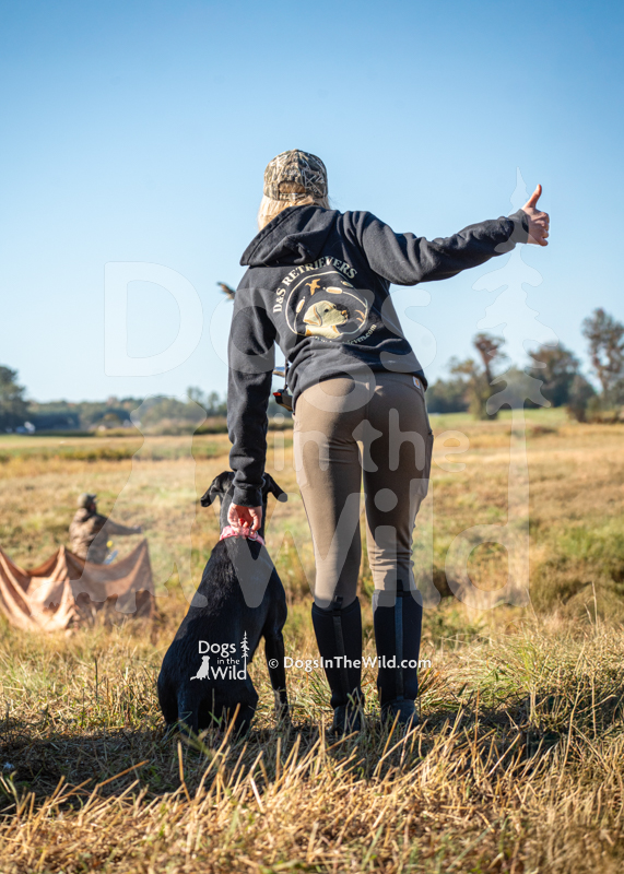 Labrador Retriever, D&S Pipers Pepper Patch