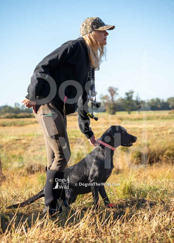 Labrador Retriever, D&S Pipers Pepper Patch