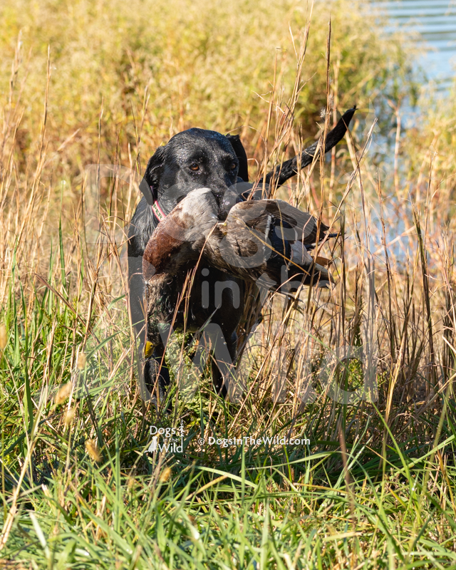 Labrador Retriever, D&S Pipers Pepper Patch