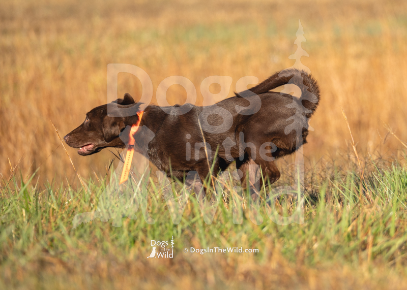 Labrador Retriever, Wity's EZ There Slugger