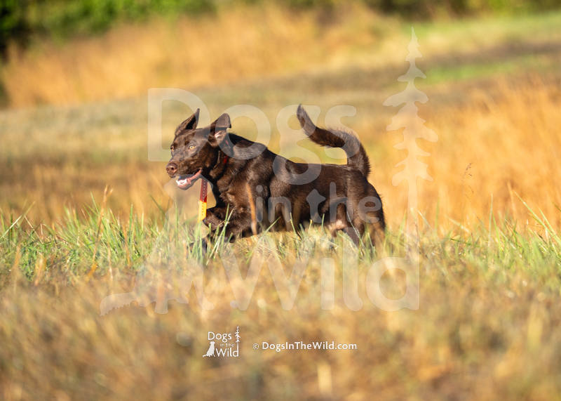 Labrador Retriever, Wity's EZ There Slugger