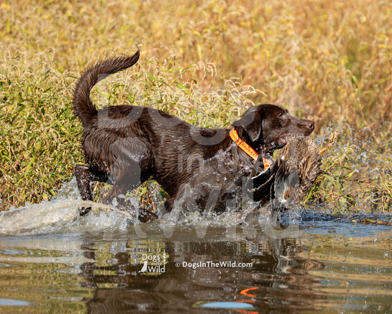 Labrador Retriever, Wity's EZ There Slugger