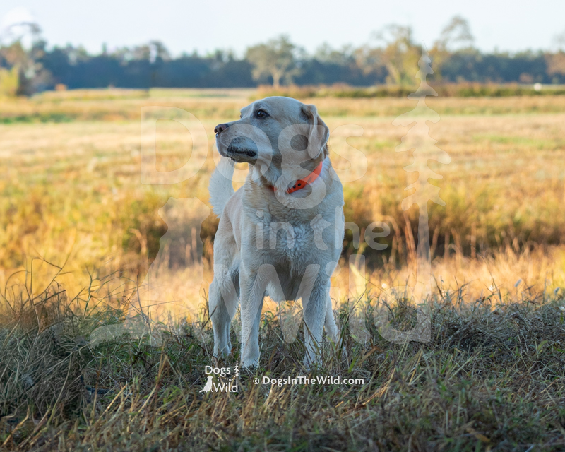 Labrador Retriever, Windycanyon Go East Young Man