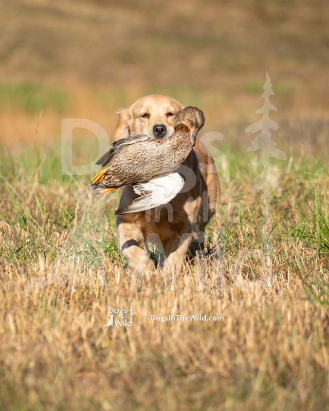 Golden Retriever, Verdoro's Catherine The Great