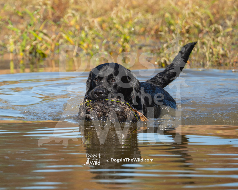 Labrador Retriever, Buttonwood Apple Mt. The Dark Archer