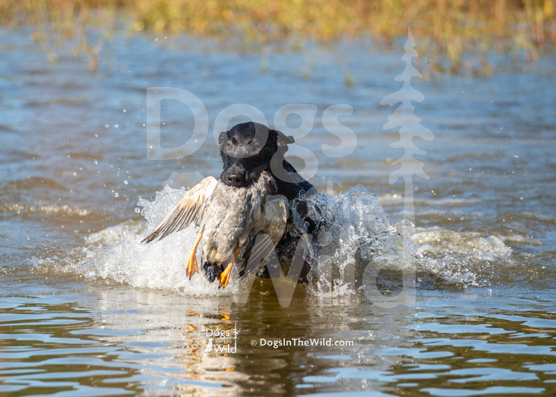 Labrador Retriever, Bold Bay's Sea-Side Sally