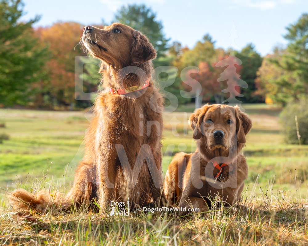 Maine Fall Golden Retriever Photo Portrait by Mike Hosier