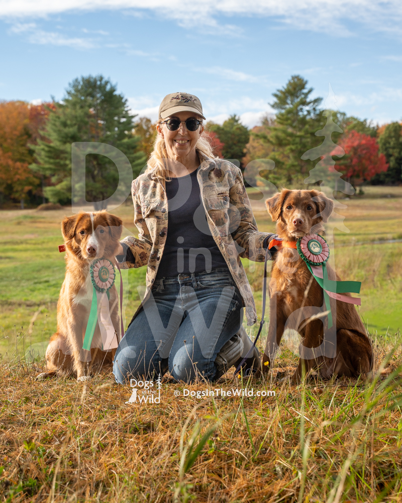 Nova Scotia Duck Tolling Retriever photo portrait by Mike Hosier