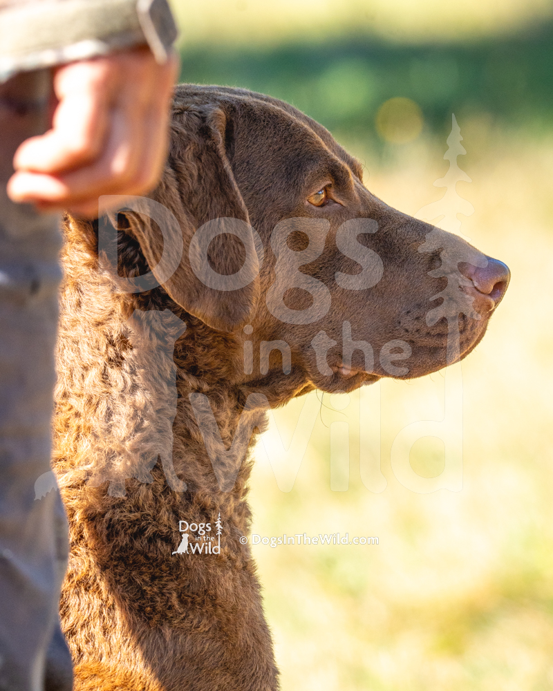 WCI Test, Chesapeake Bay Retriever, Maine